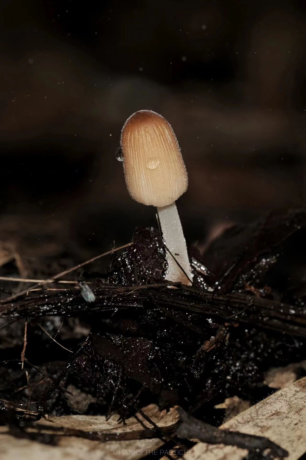 mushroomimage